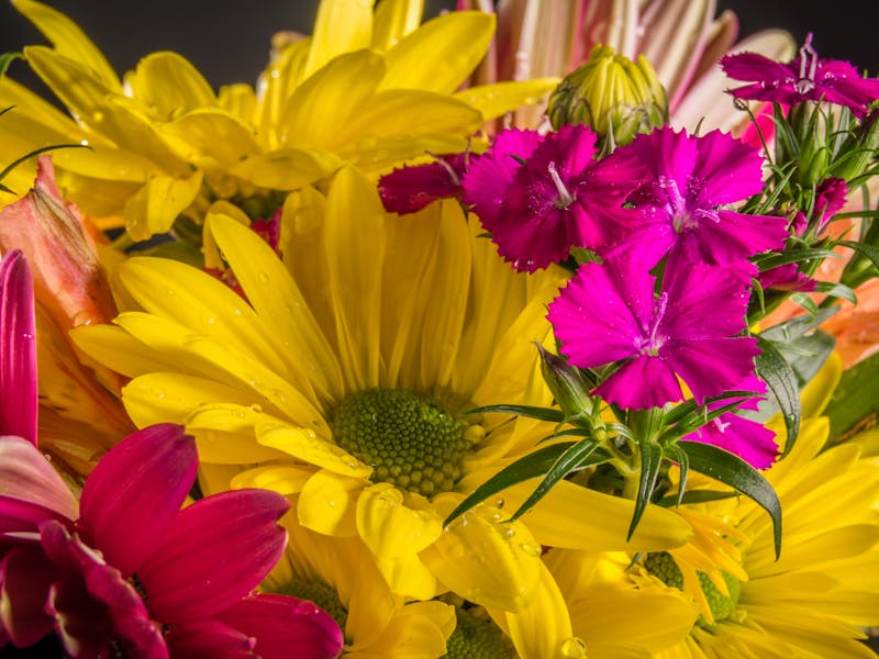 Close-up of daisies and pink blooms